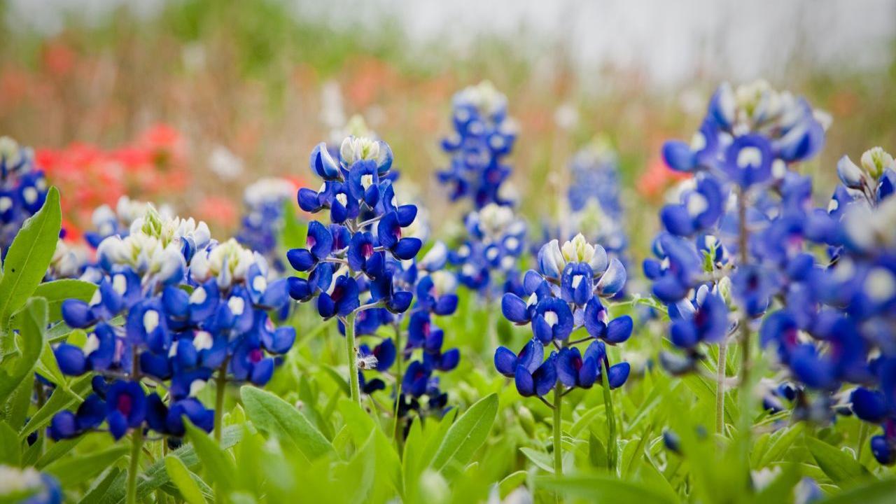 Texas Bluebonnets Wallpapers - Wallpaper Cave