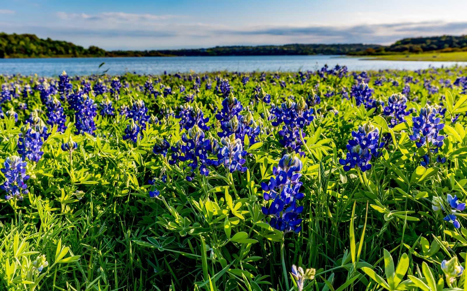 Texas Bluebonnets Wallpapers - Wallpaper Cave