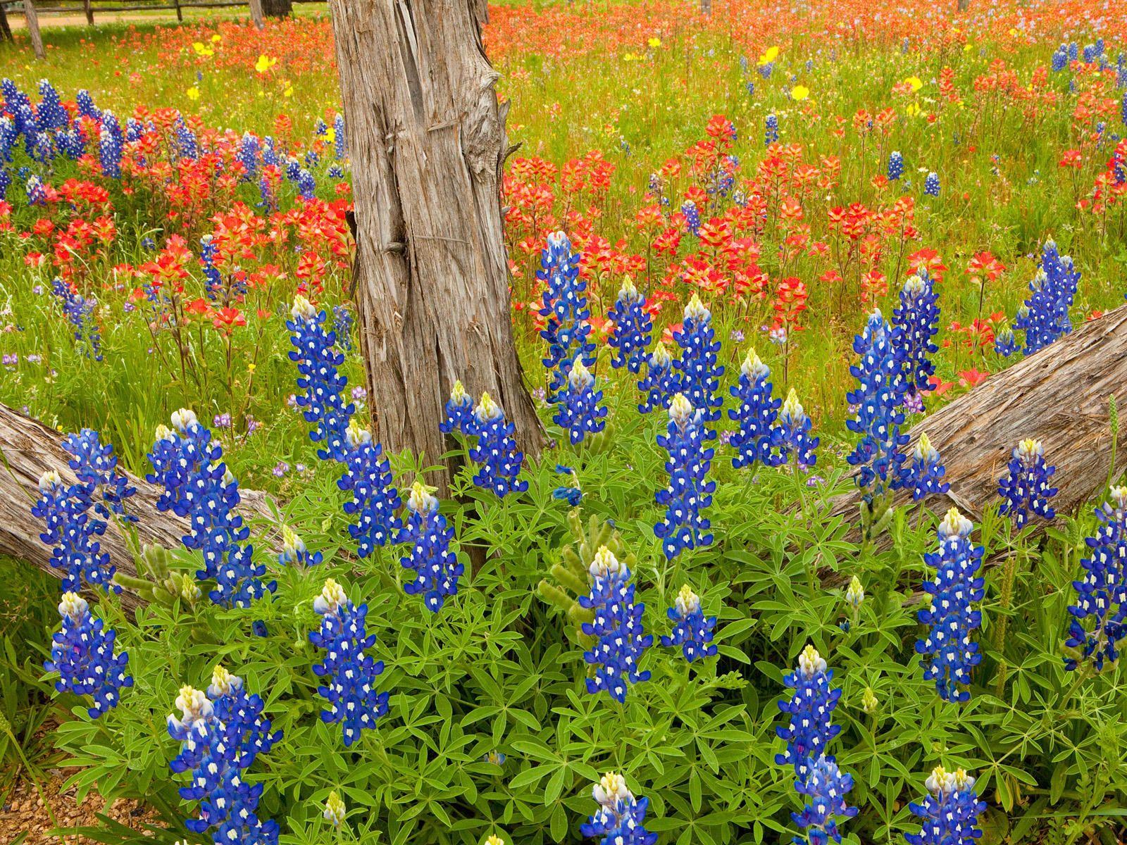 Image detail for -Photography Bonnets Hill Country