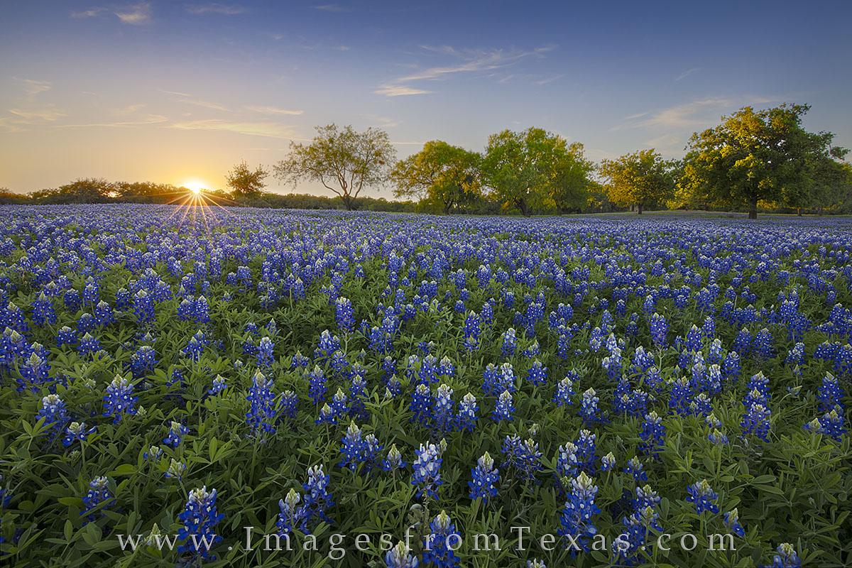 Texas Bluebonnets Wallpapers - Wallpaper Cave