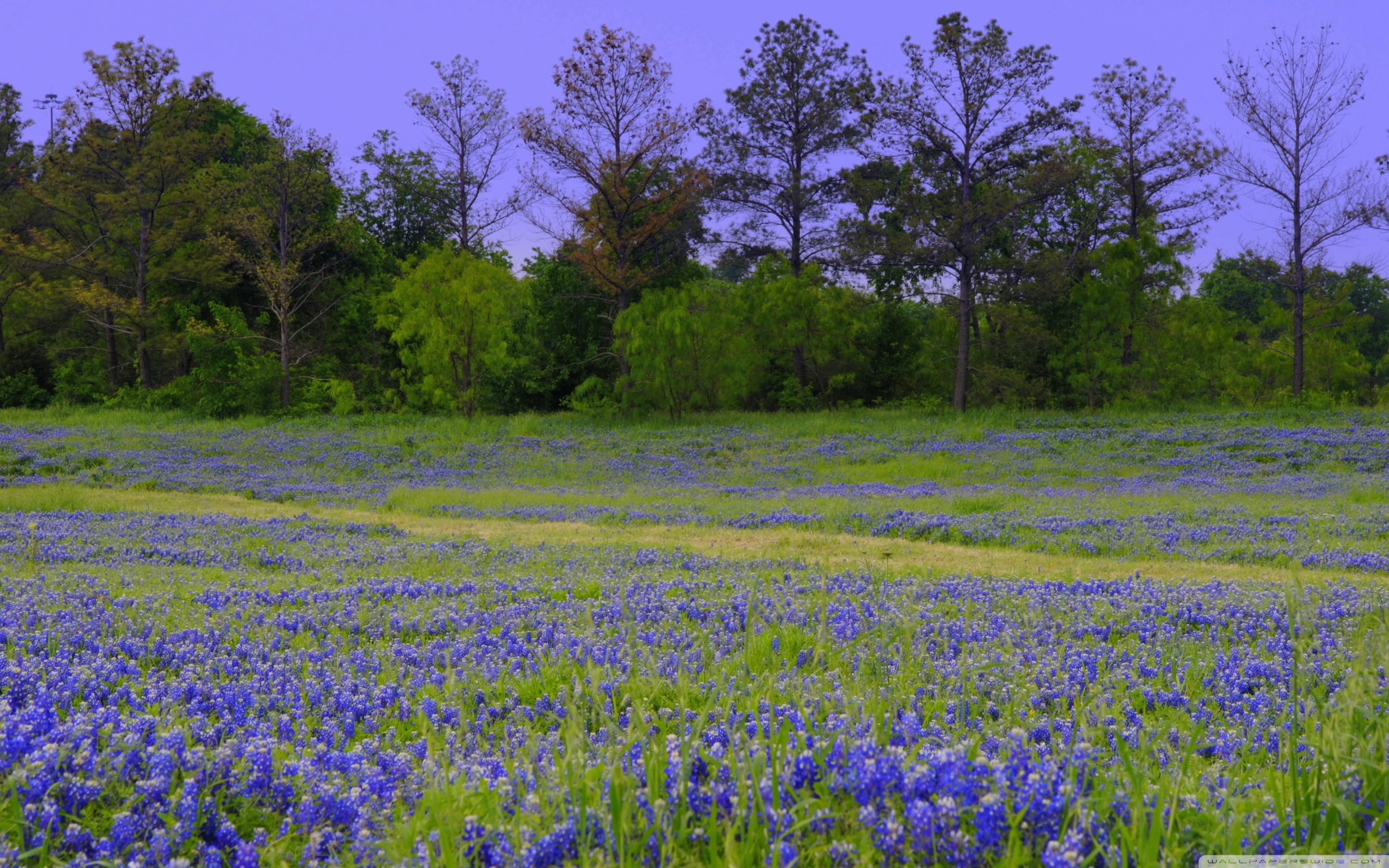 Texas Bluebonnet Wallpaper
