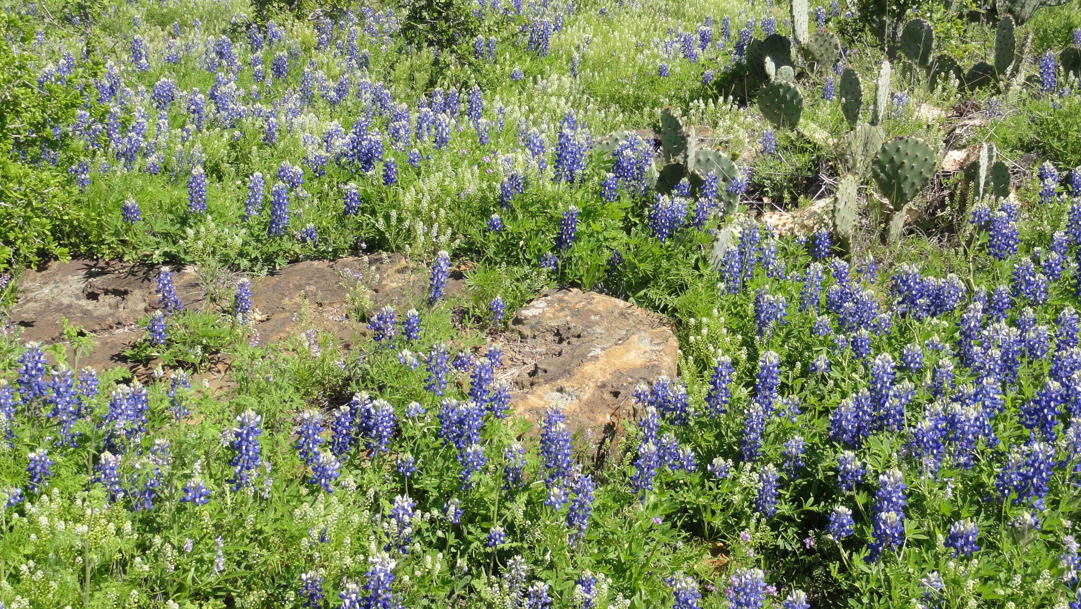 bluebonnets, flowers, spring, texas, wildflower wallpaper