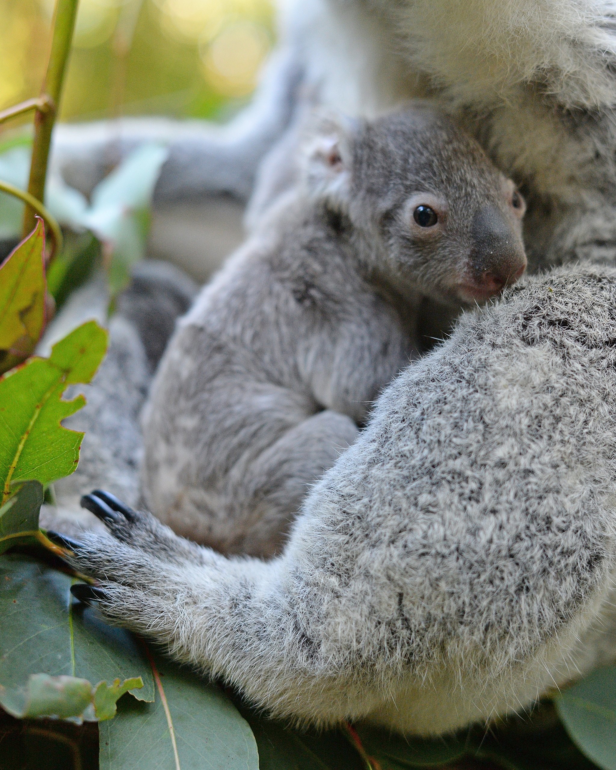 Baby Koala Wallpaper