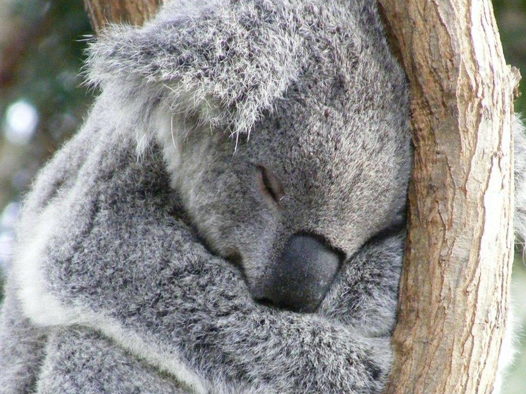 Interesting Facts. Australian Koala Foundation