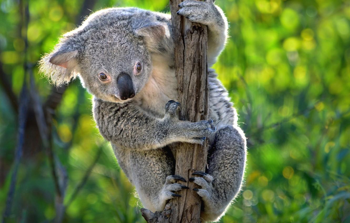 Wallpaper Australia, Koala, marsupials image for desktop, section