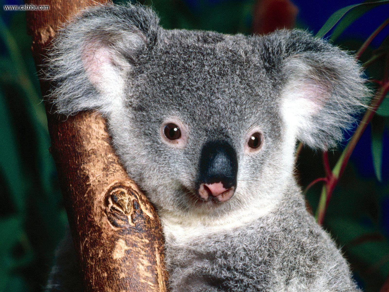 australia. I <3 Australia!. Cute koala bear, Bear