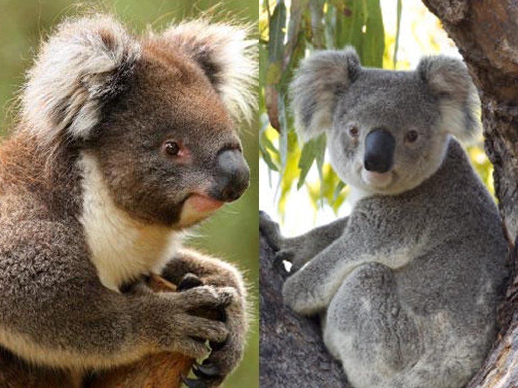 Interesting Facts. Australian Koala Foundation