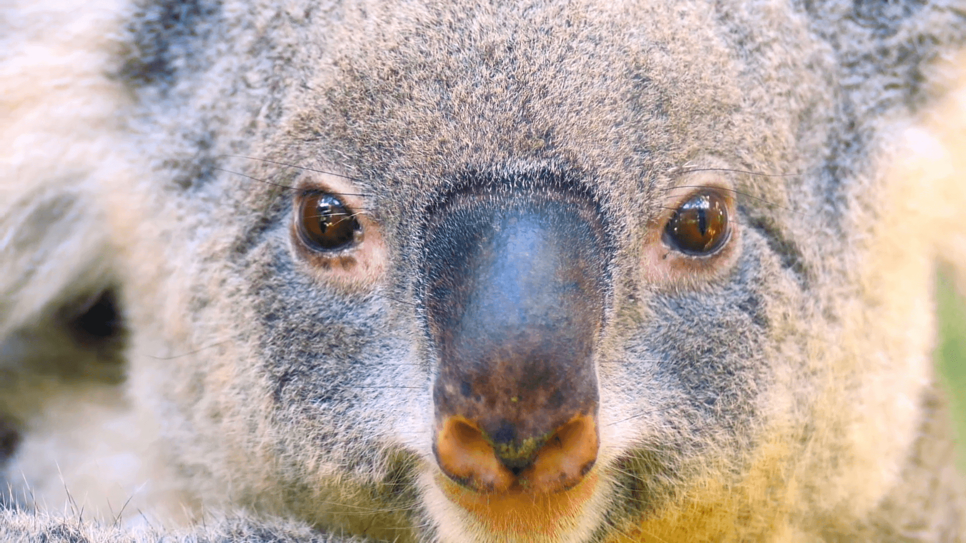 Koala Bear close up portrait. Phascolarctos cinereus animal of Australia Stock Video Footage