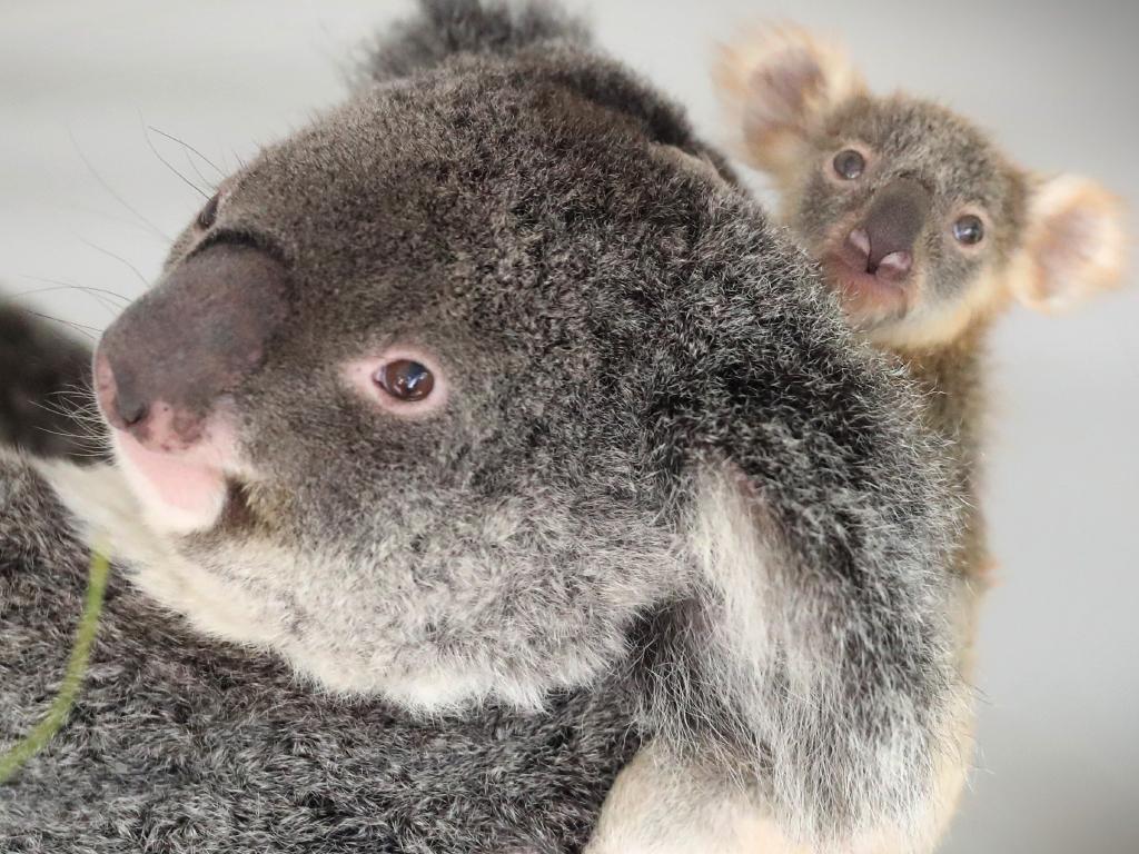 Koalas now 'functionally extinct' says Australian Koala Foundation