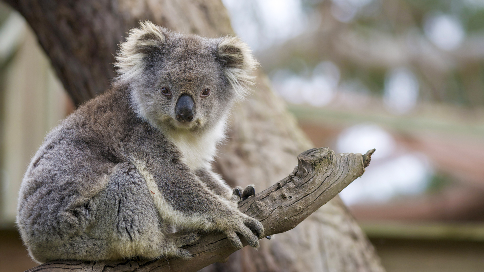 Koala. San Diego Zoo Animals & Plants