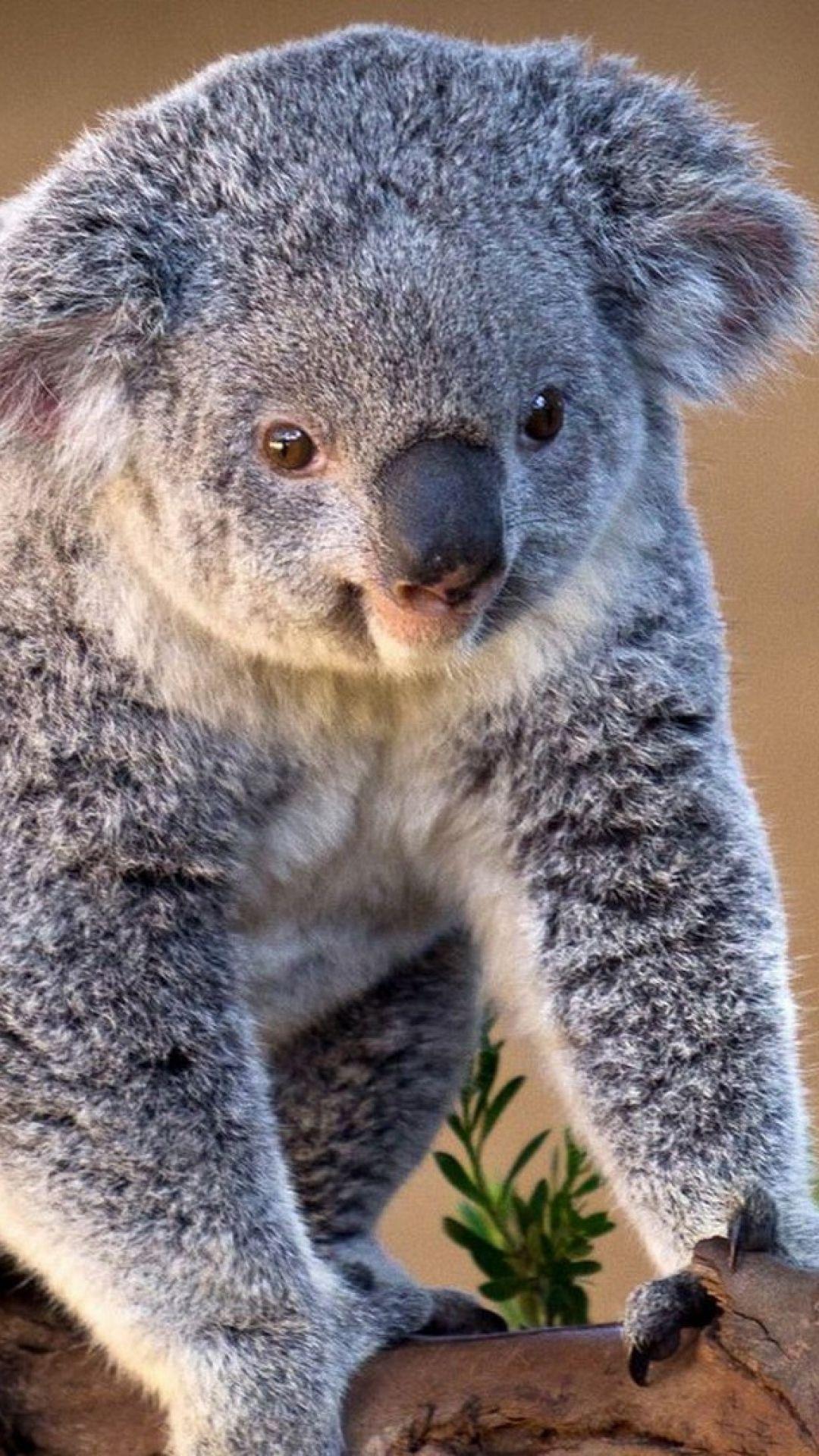 Download Wallpaper 1080x1920 Koala, Branch, Sit, Charming Sony Xperia Z ZL, Z, Samsung Galaxy S HTC One HD Backgr. Koala, Australia animals, Animals beautiful