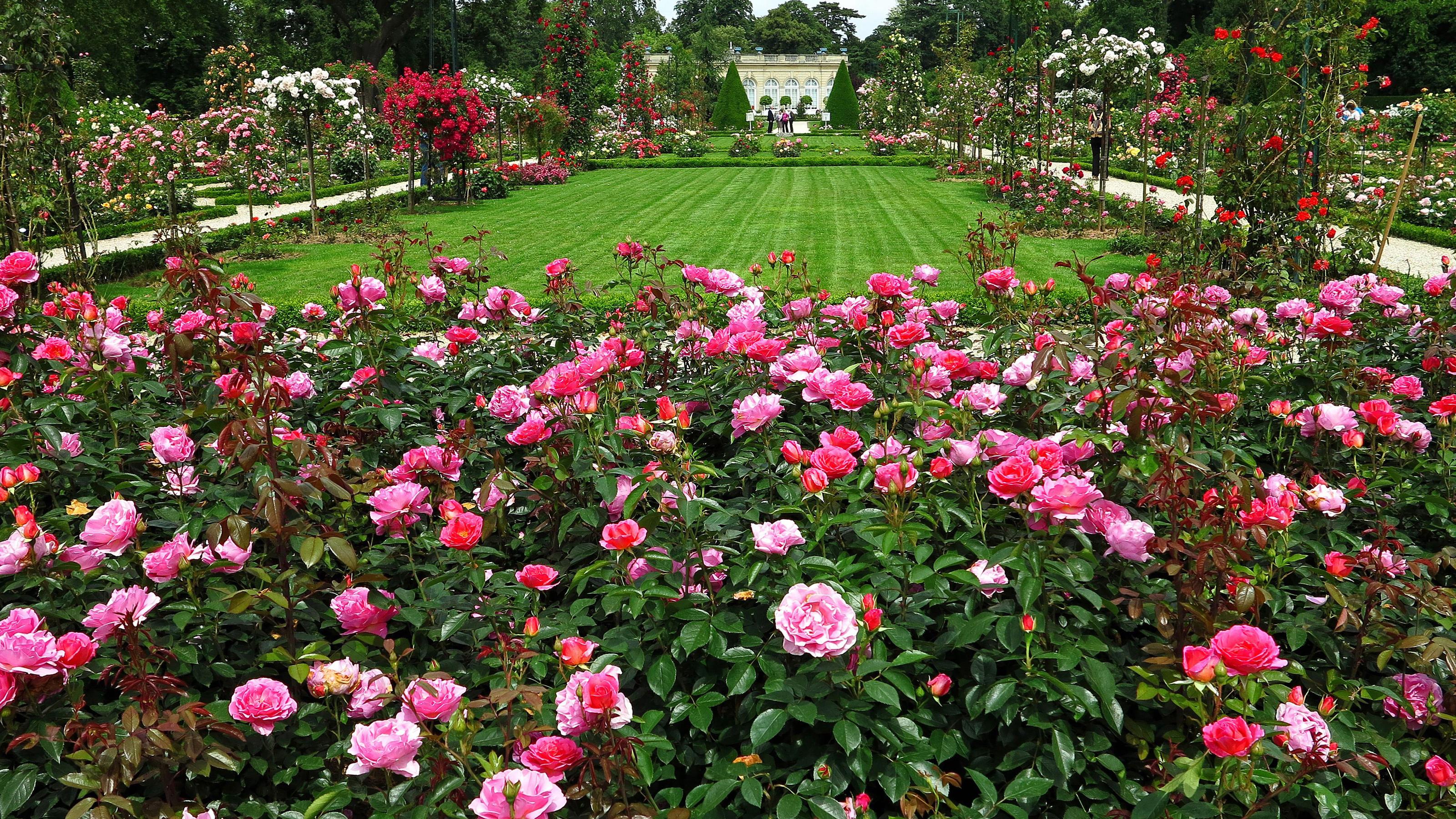 Best Pink roses bush in the garden Wallpaper (8 + Image)