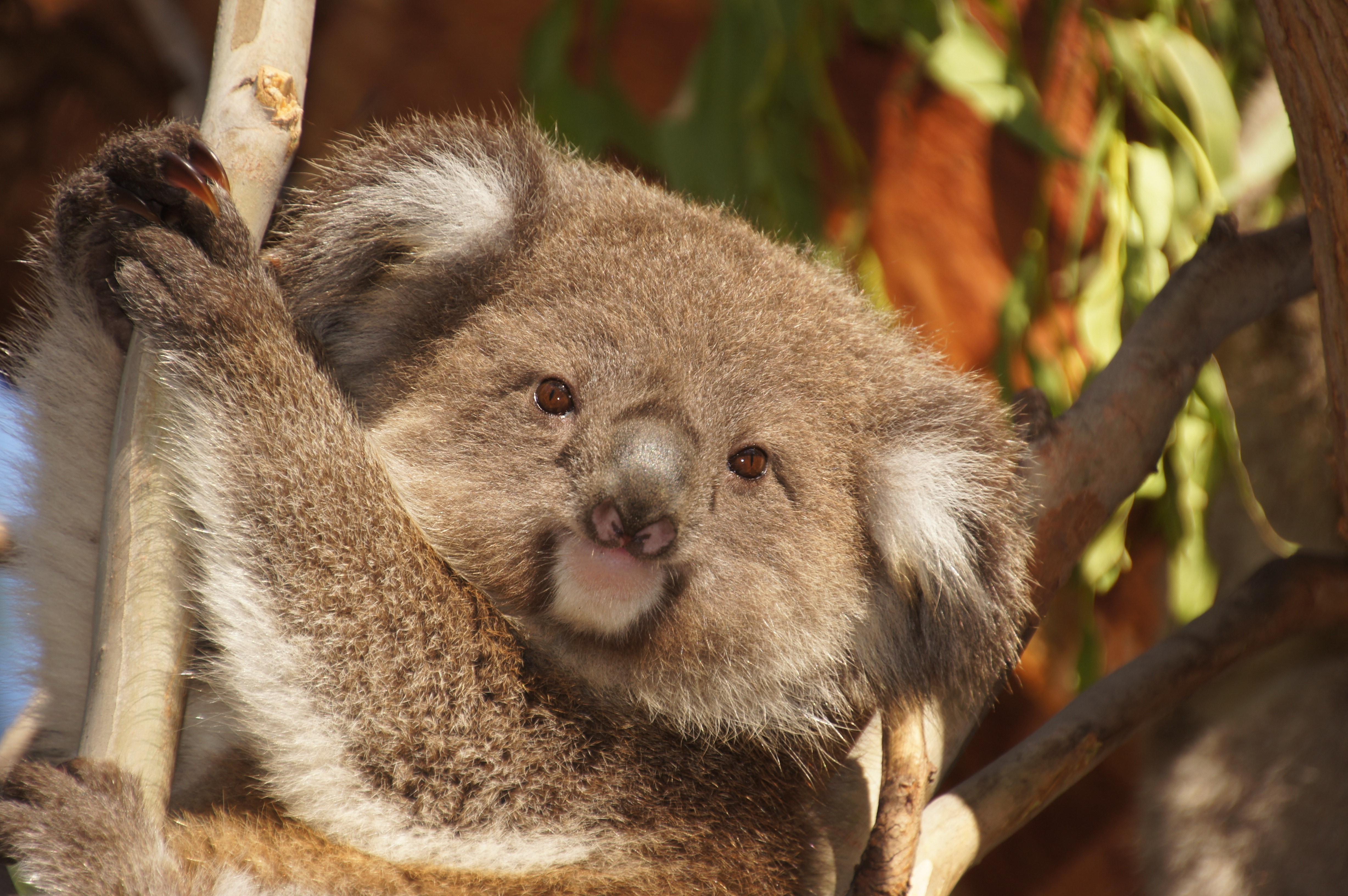 Коала живет в австралии. Коала в Австралии. Австралийский сумчатый медведь. Ленивая коала. Ленивый зверек.