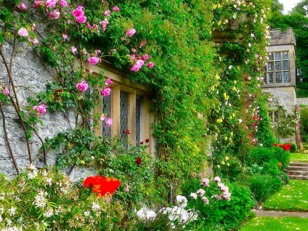 Flowers: Rose Garden House Roses English Dual Monitor Background