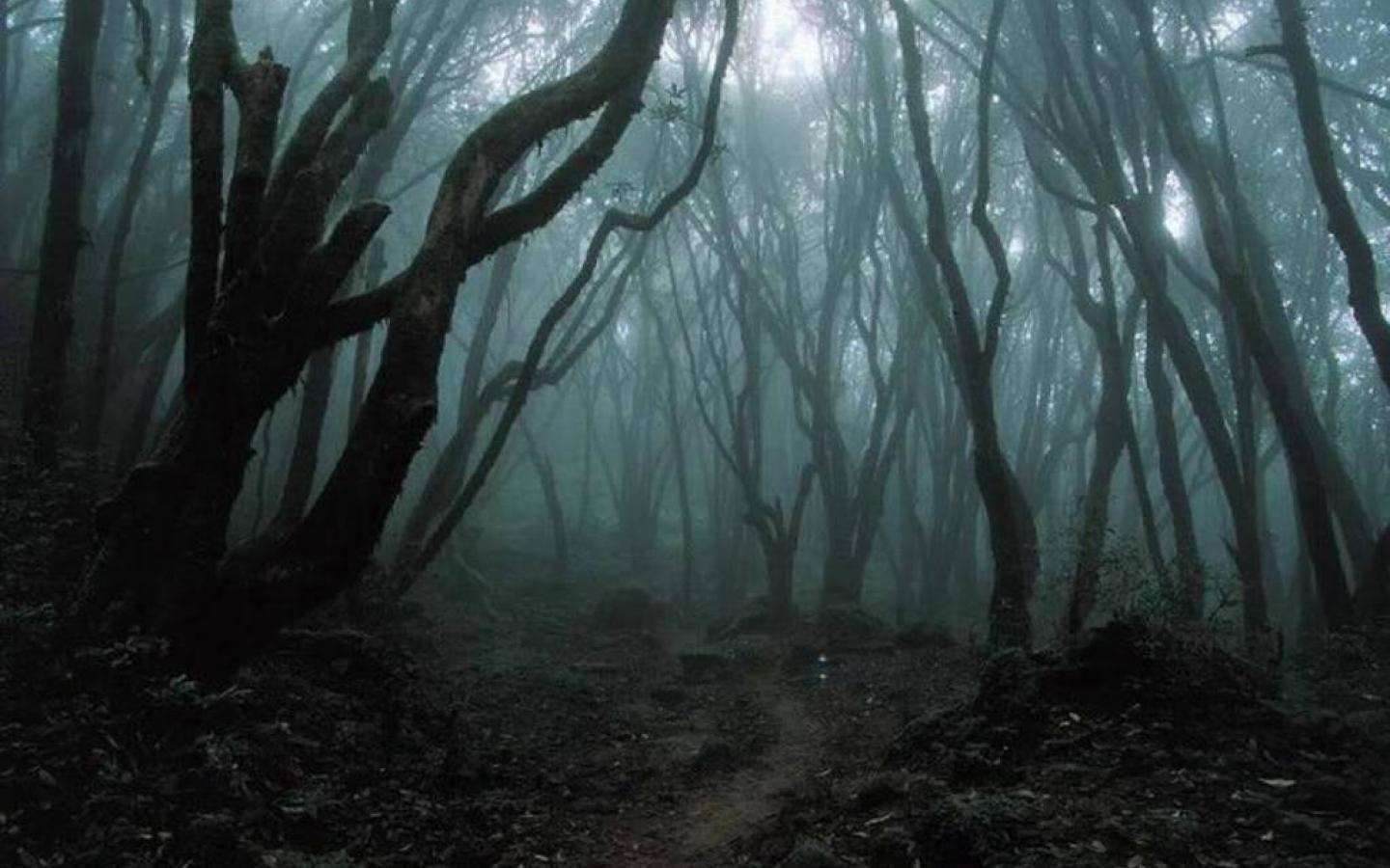 Spooky Forest Wallpaper (image in Collection)