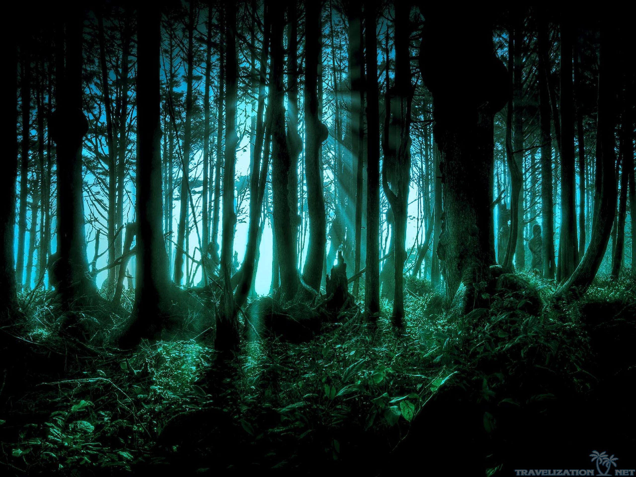 Top on F.O. Galleries, Spooky Forest Wallpaper