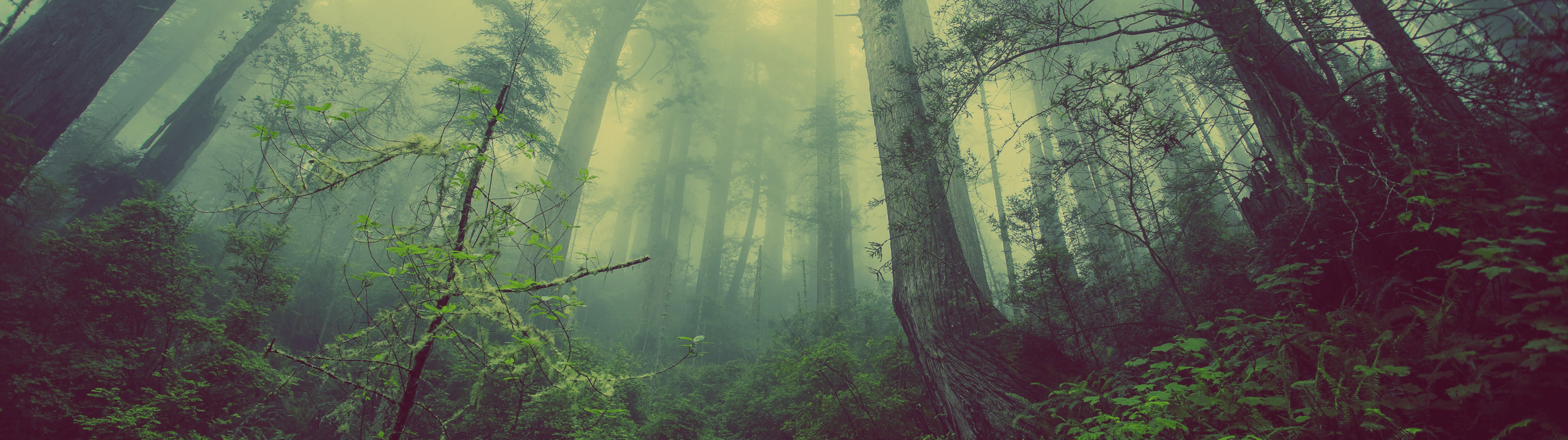 spooky forest