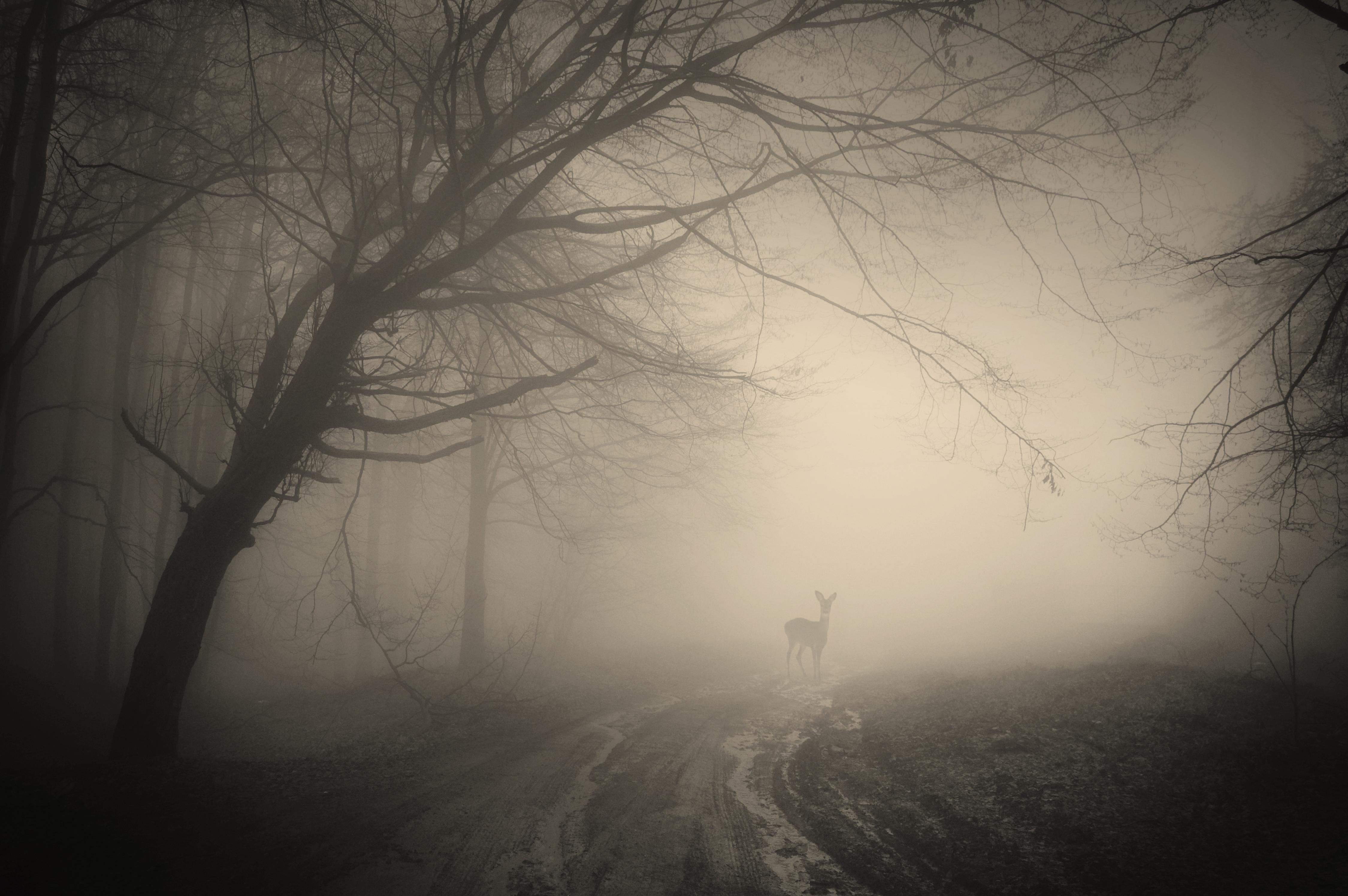 trees, Creepy, Landscape, Forest, Misty, Forest, Nature, Deer 4K HD