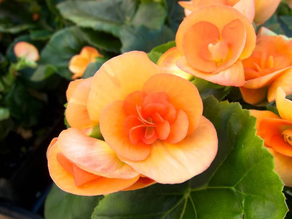 Incredible Begonia Flower Picture, Image, & HD Wallpaper