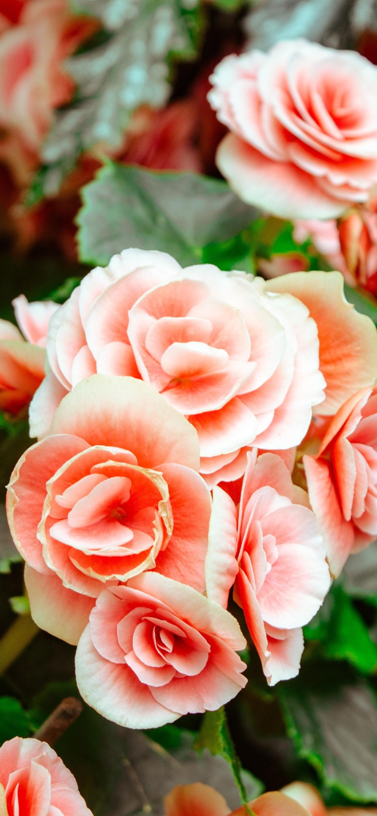 Pink begonia, flowers 1242x2688 iPhone XS Max wallpaper