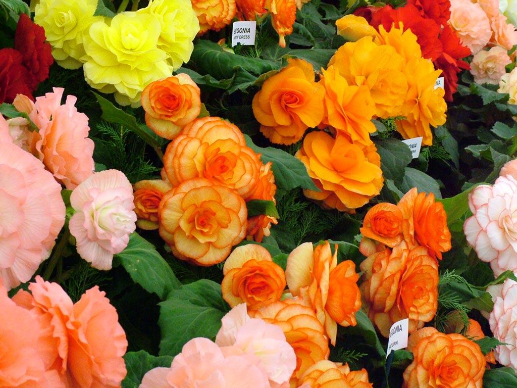 flowers for flower lovers.: Begonia flowers picture