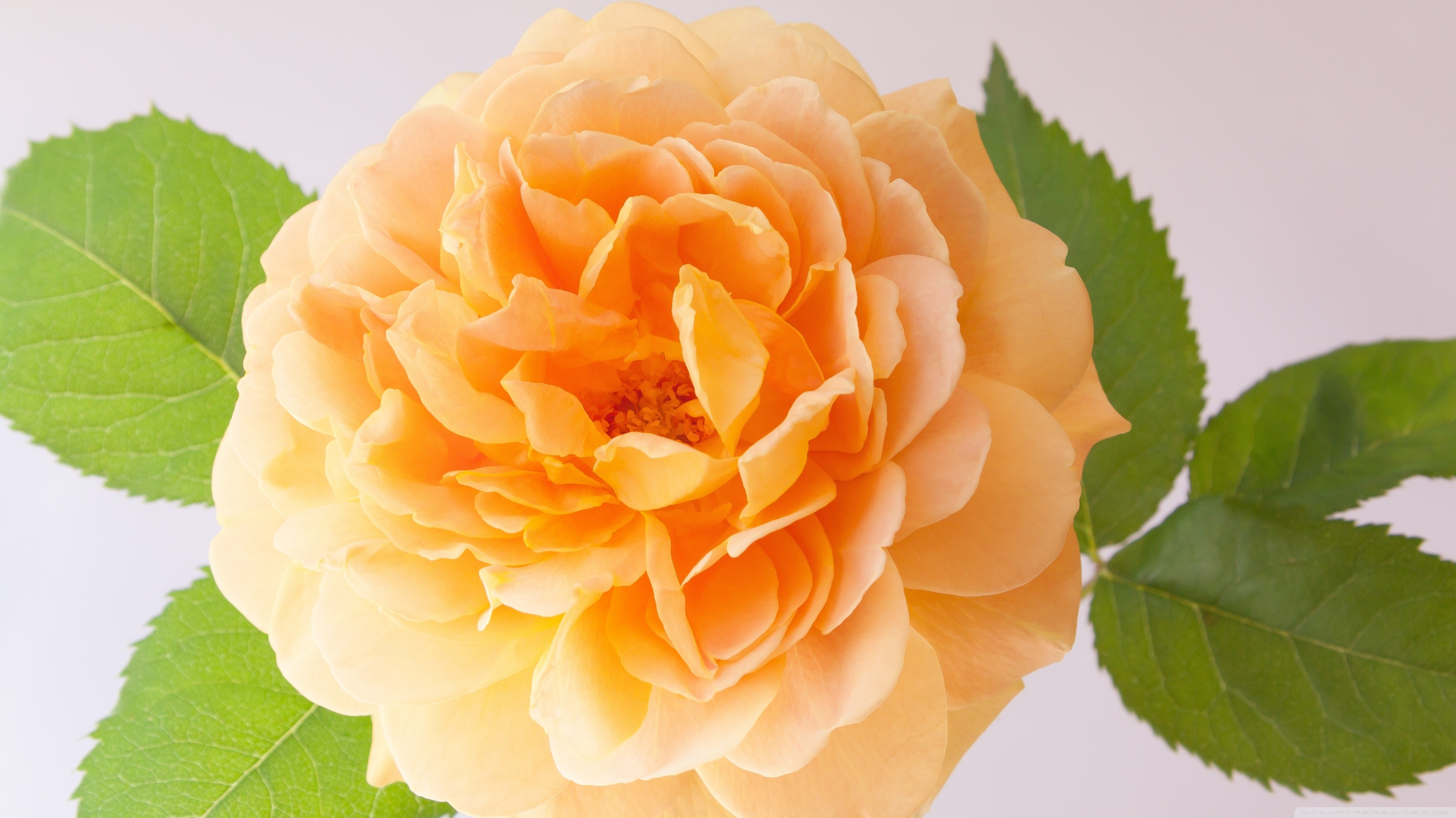 Orange Rose ❤ 4K HD Desktop Wallpaper for 4K Ultra HD TV • Wide