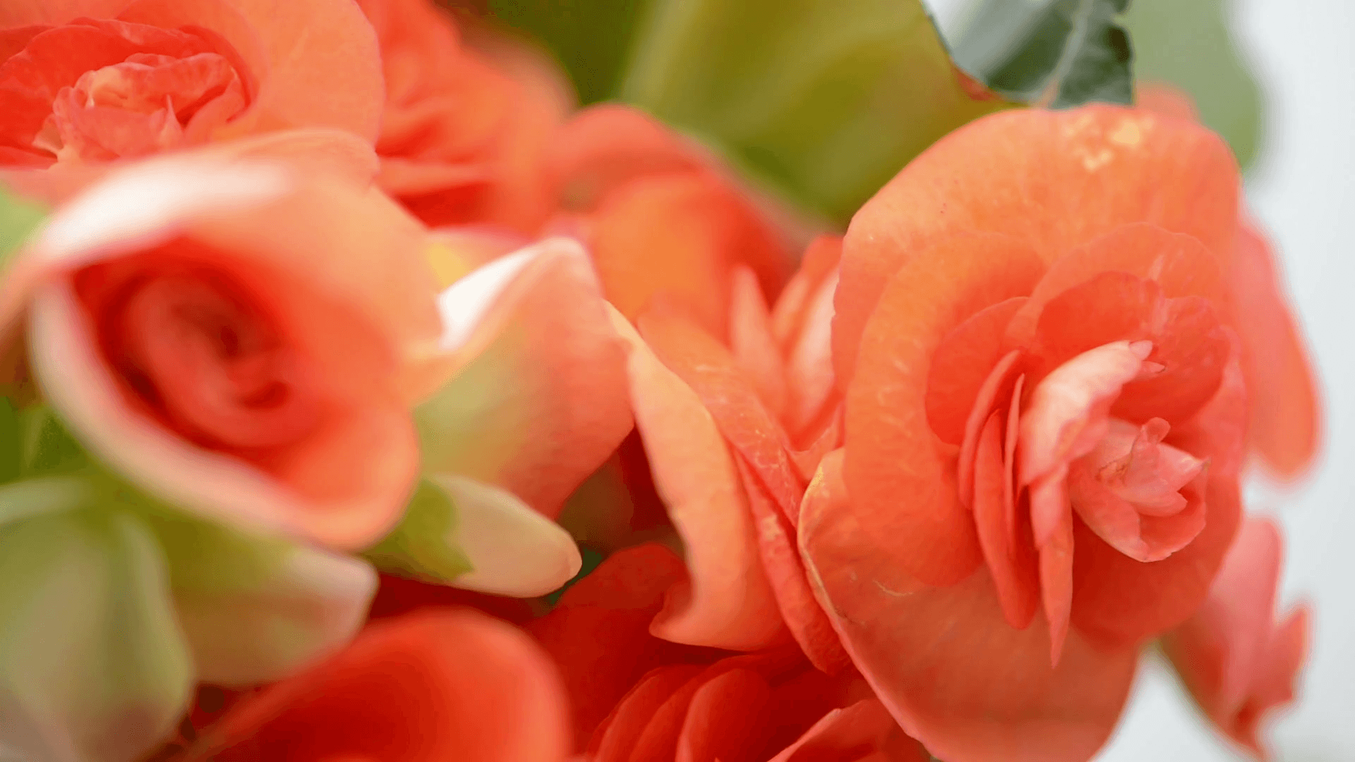 Close Up Of Orange Begonia Flower Heads In Studio. Rack Focus. Stock Video Footage