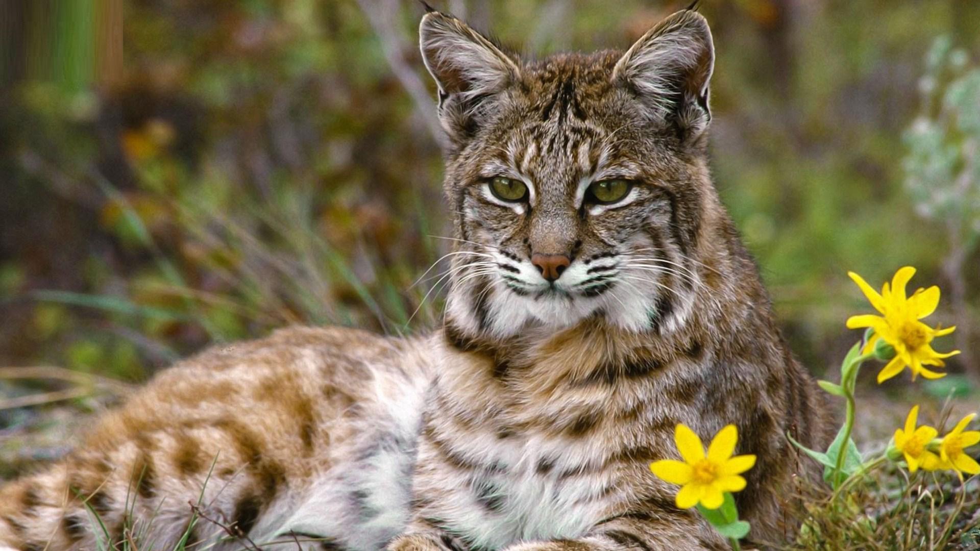 Bobcat Close Up Wallpapers - Wallpaper Cave