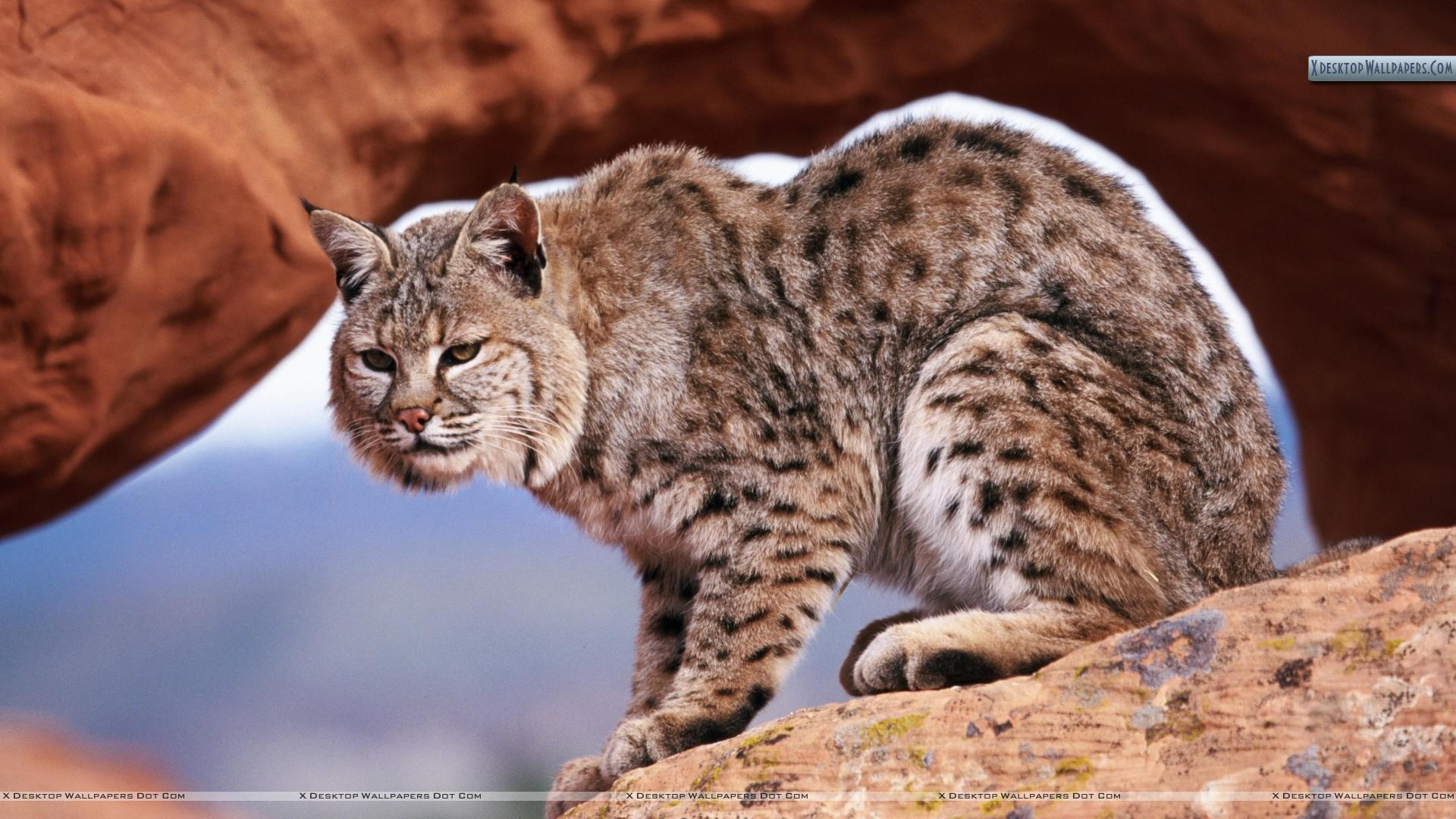 A Watchful Bobcat Wallpaper