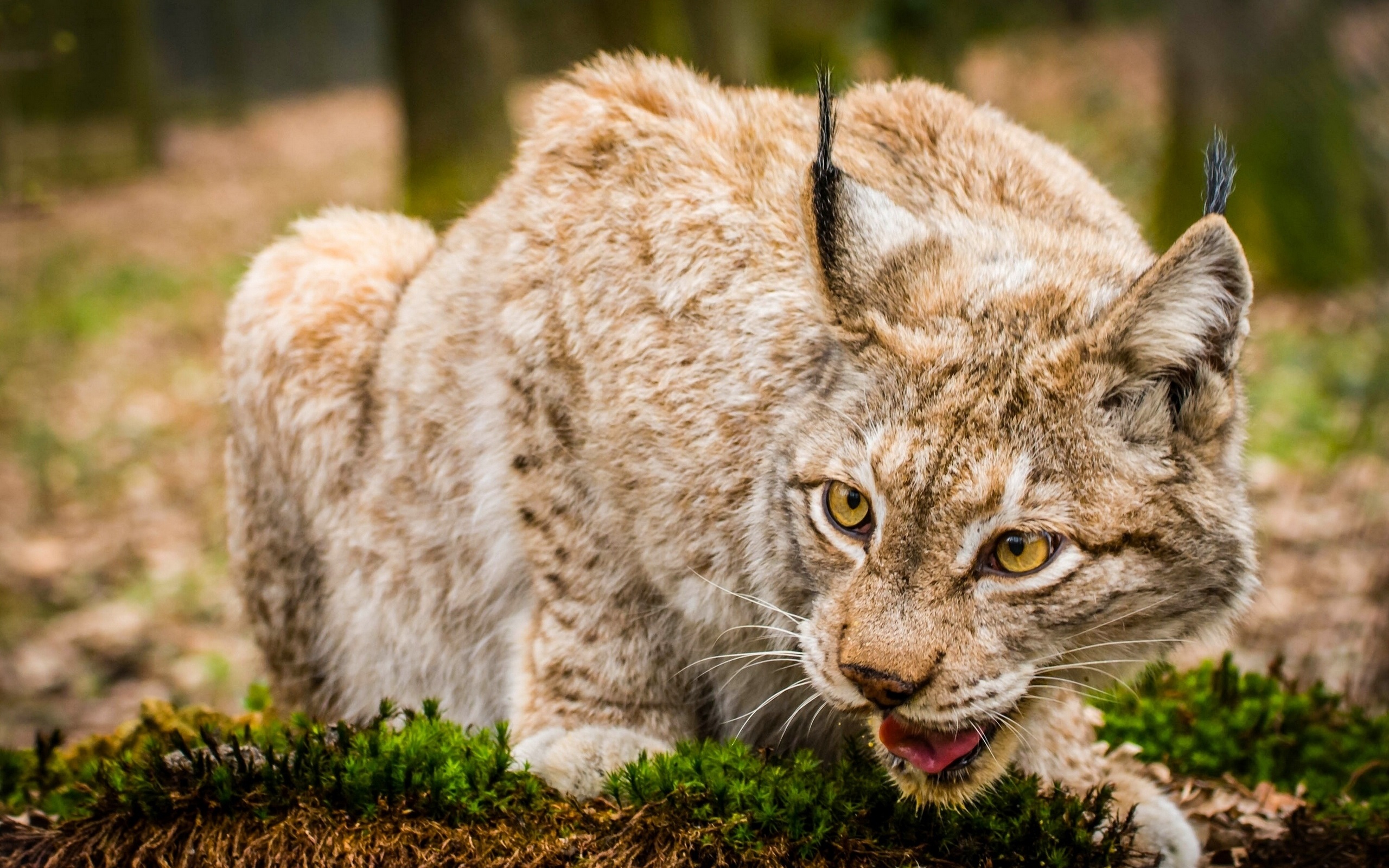 Lynx wild cat face close up wallpaper