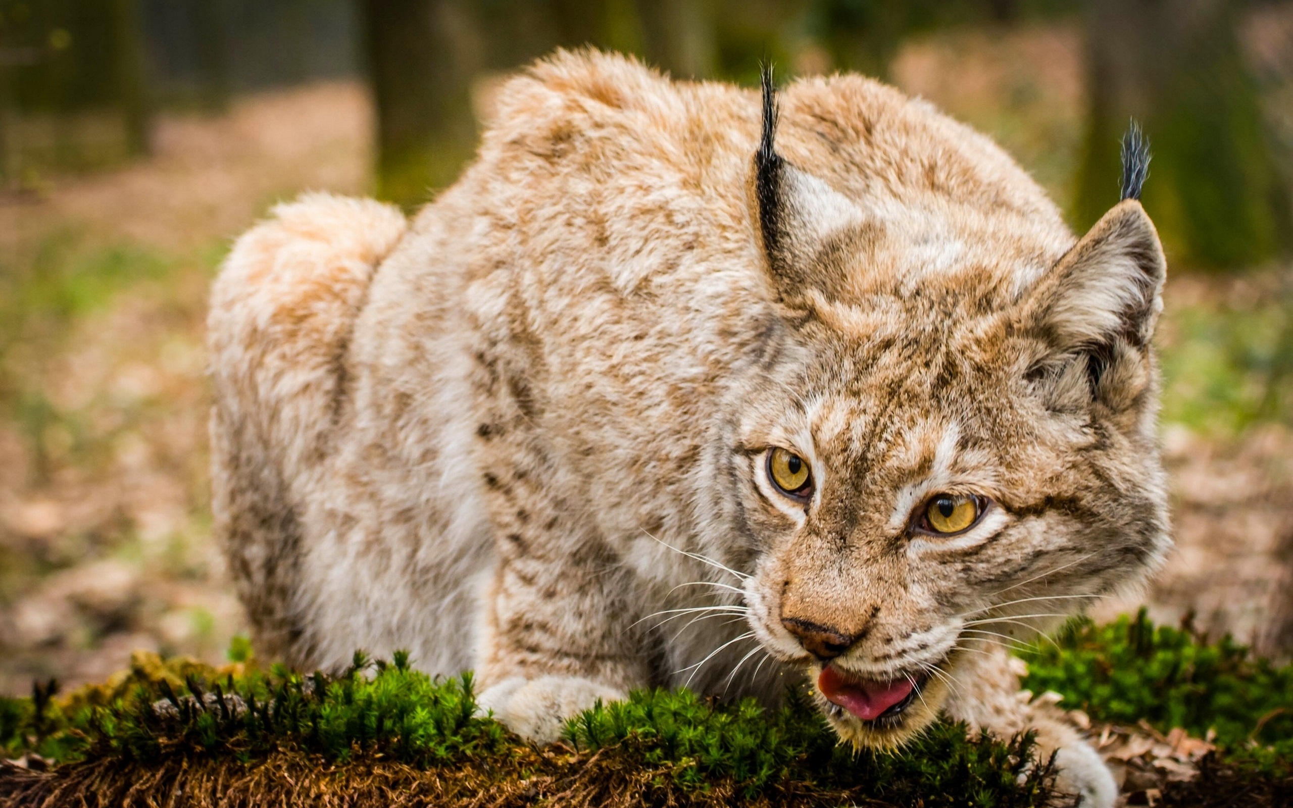 Bobcat Up Close: Chilling Photo Of A Giant Cat Beside A Person - ldfhjk4
