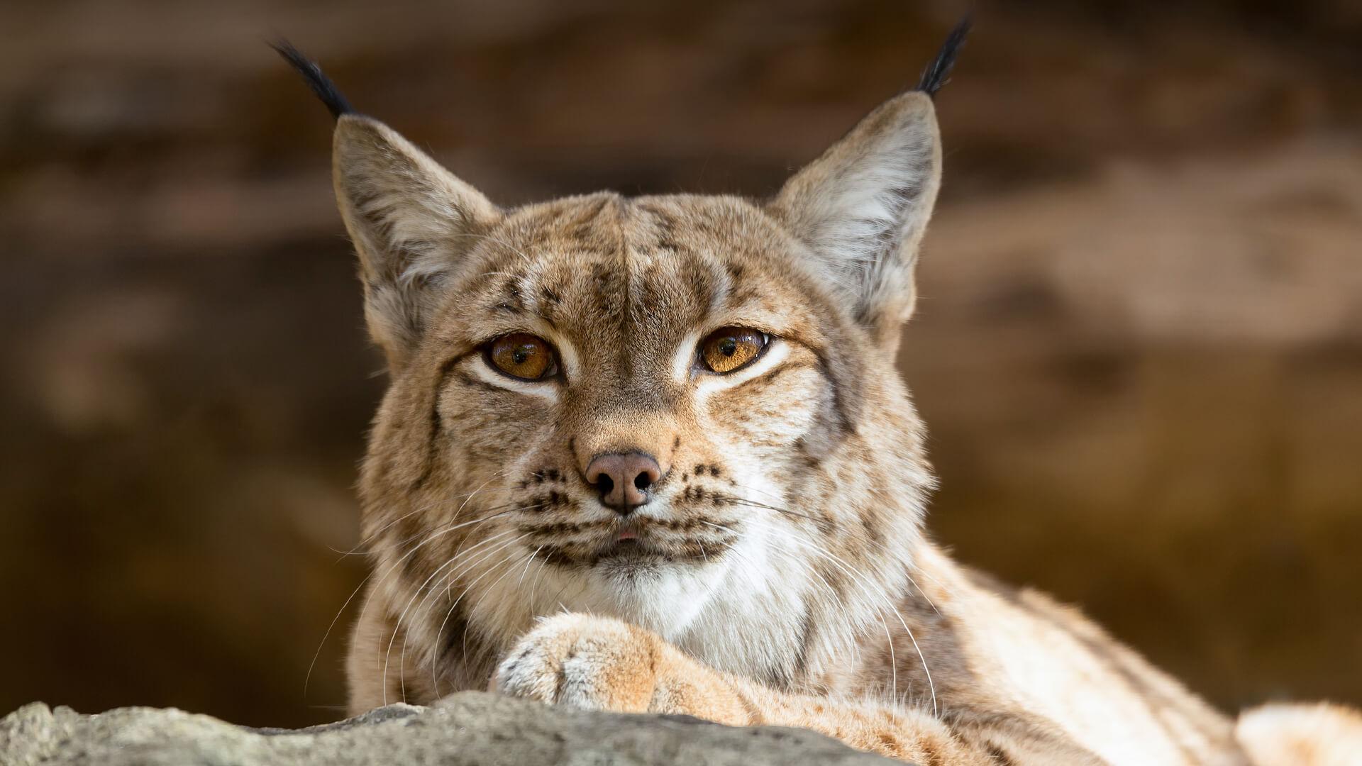 Bobcat Close Up Wallpaper (image in Collection)