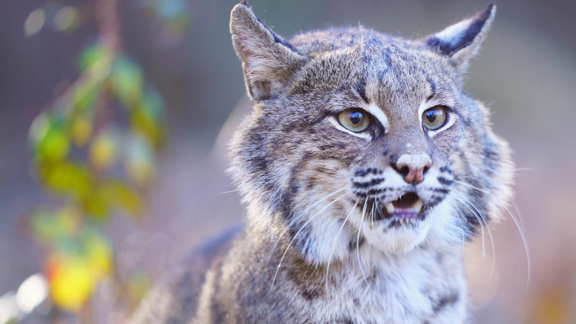 Bobcat Close Up Wallpapers - Wallpaper Cave