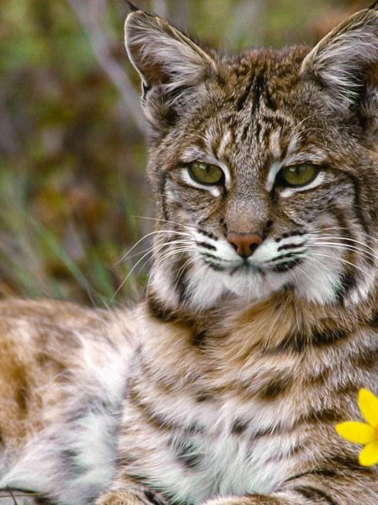 Bobcat Close Up Wallpapers - Wallpaper Cave