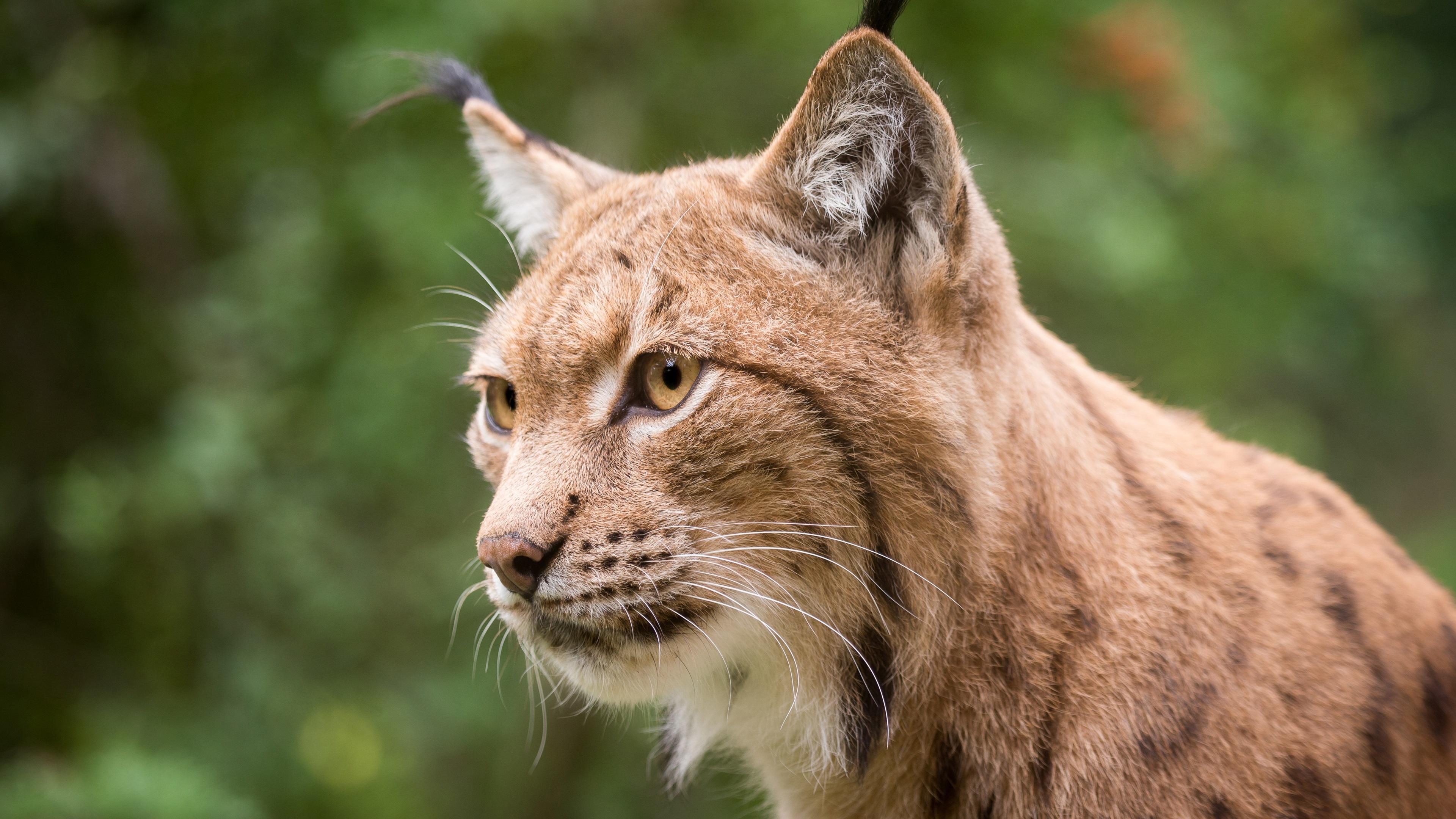 Lynx face close up yellow eyes whiskers wallpaper