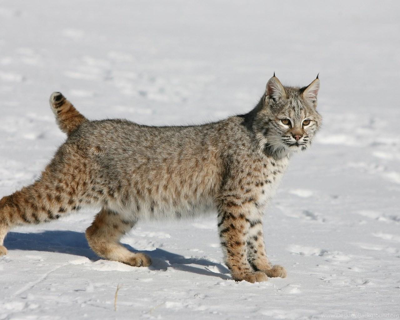 Bobcat Close Up Wallpaper (image in Collection)