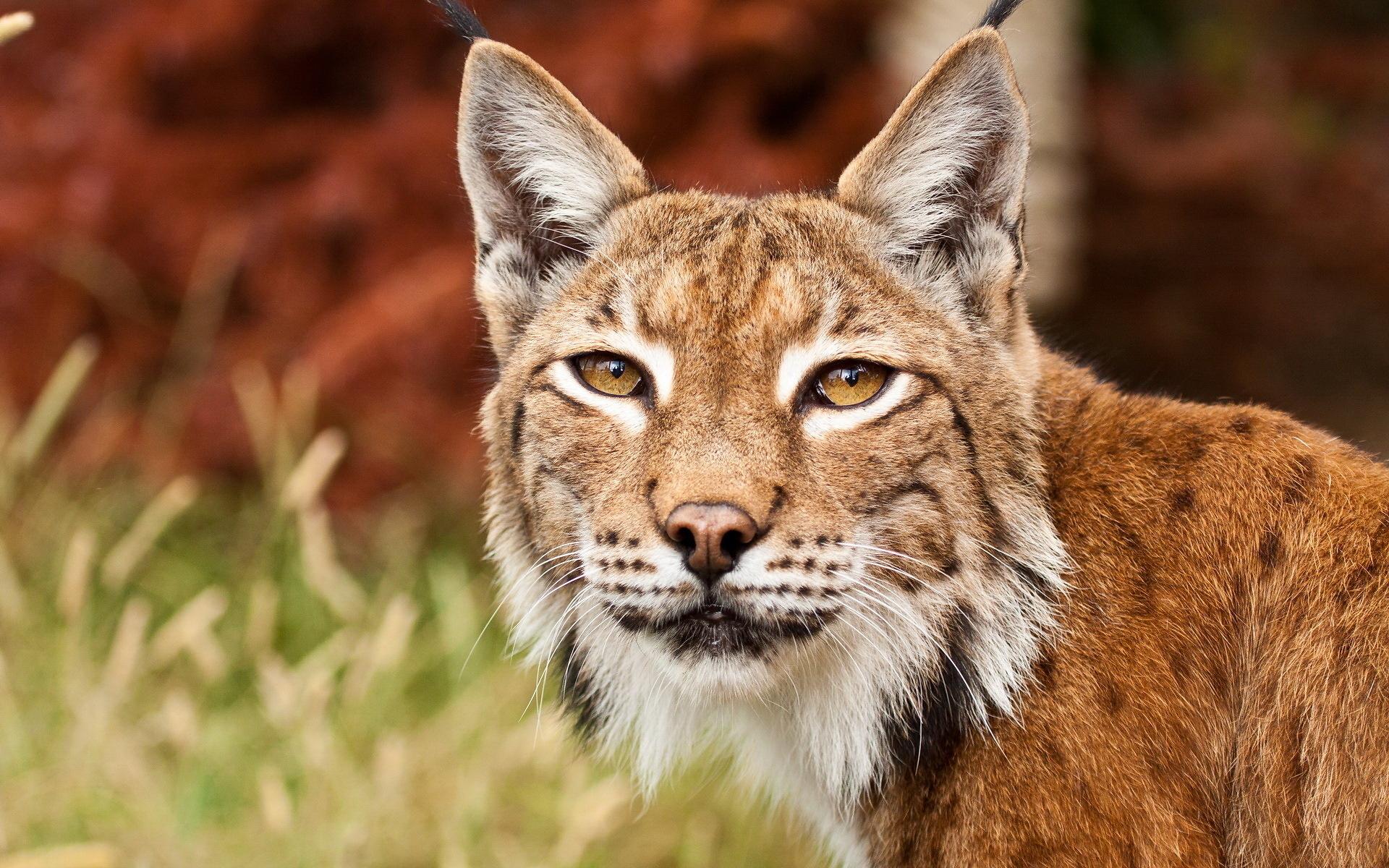 Bobcat Close Up Wallpapers - Wallpaper Cave