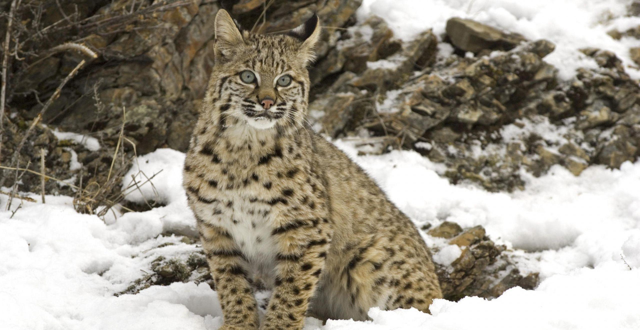 Bobcat Wallpaper and Background Image