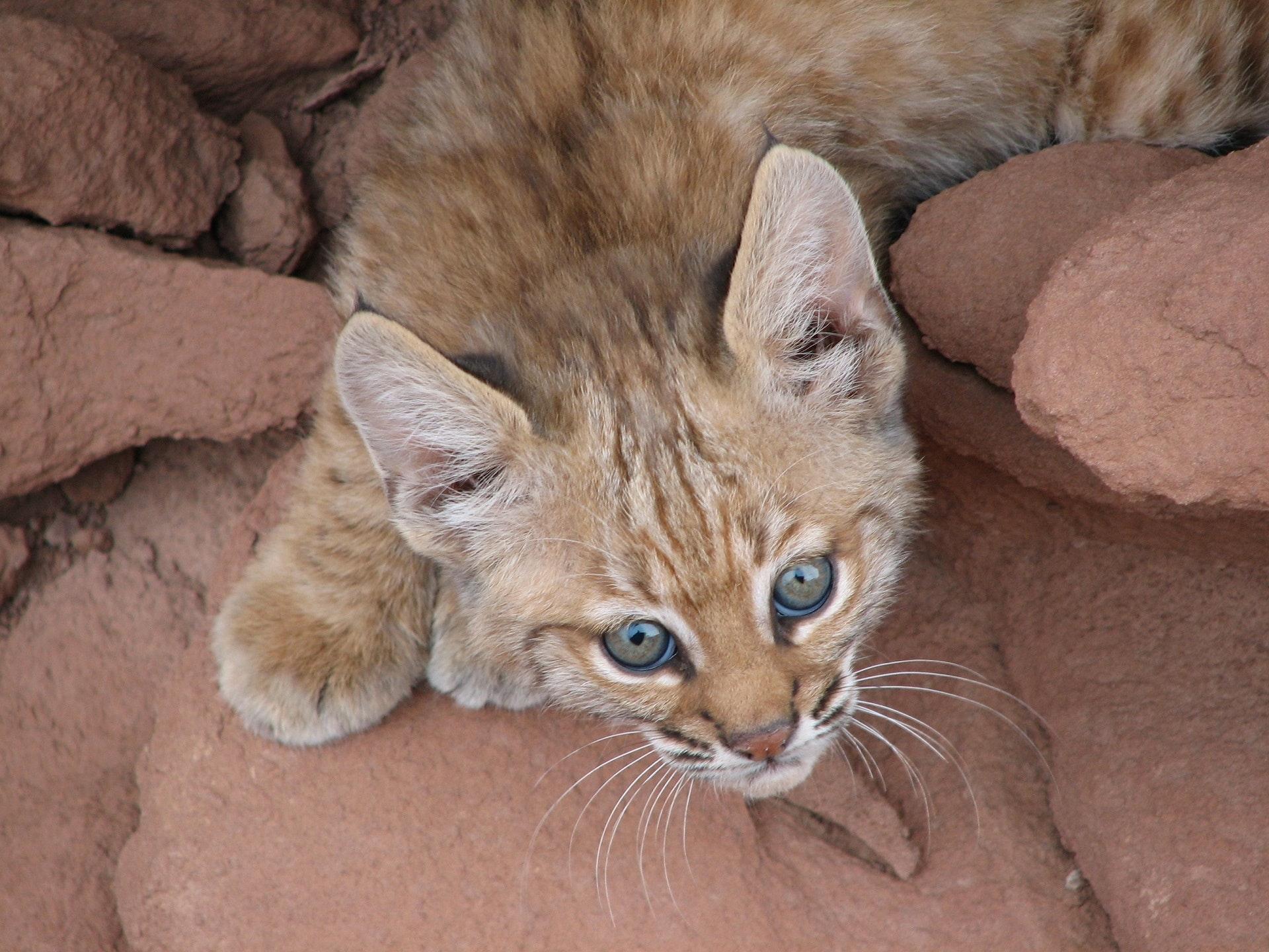 Free of arizona, baby bobcat, carnivore