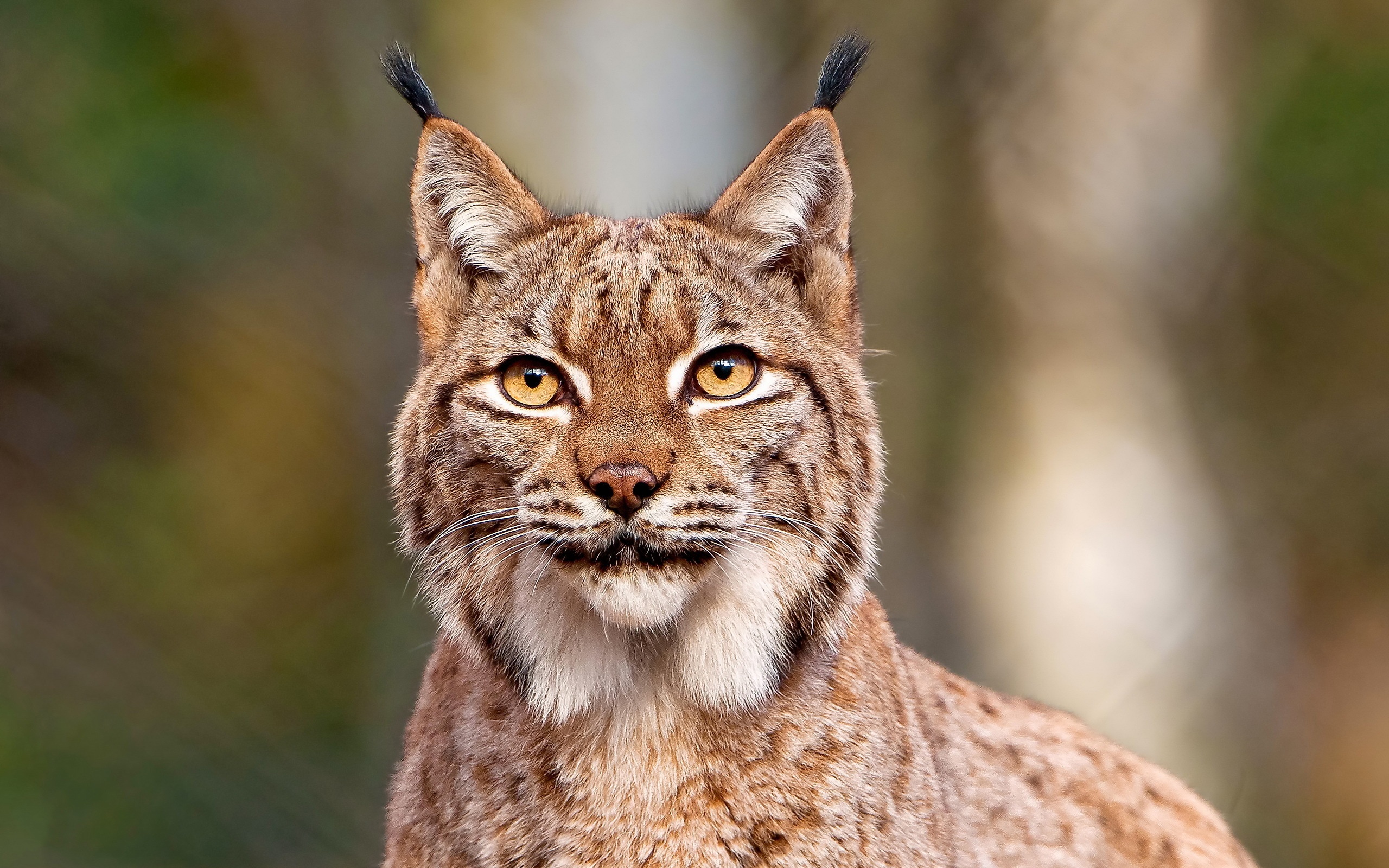 Wallpaper Lynx Close Up 2560x1600 HD Picture, Image