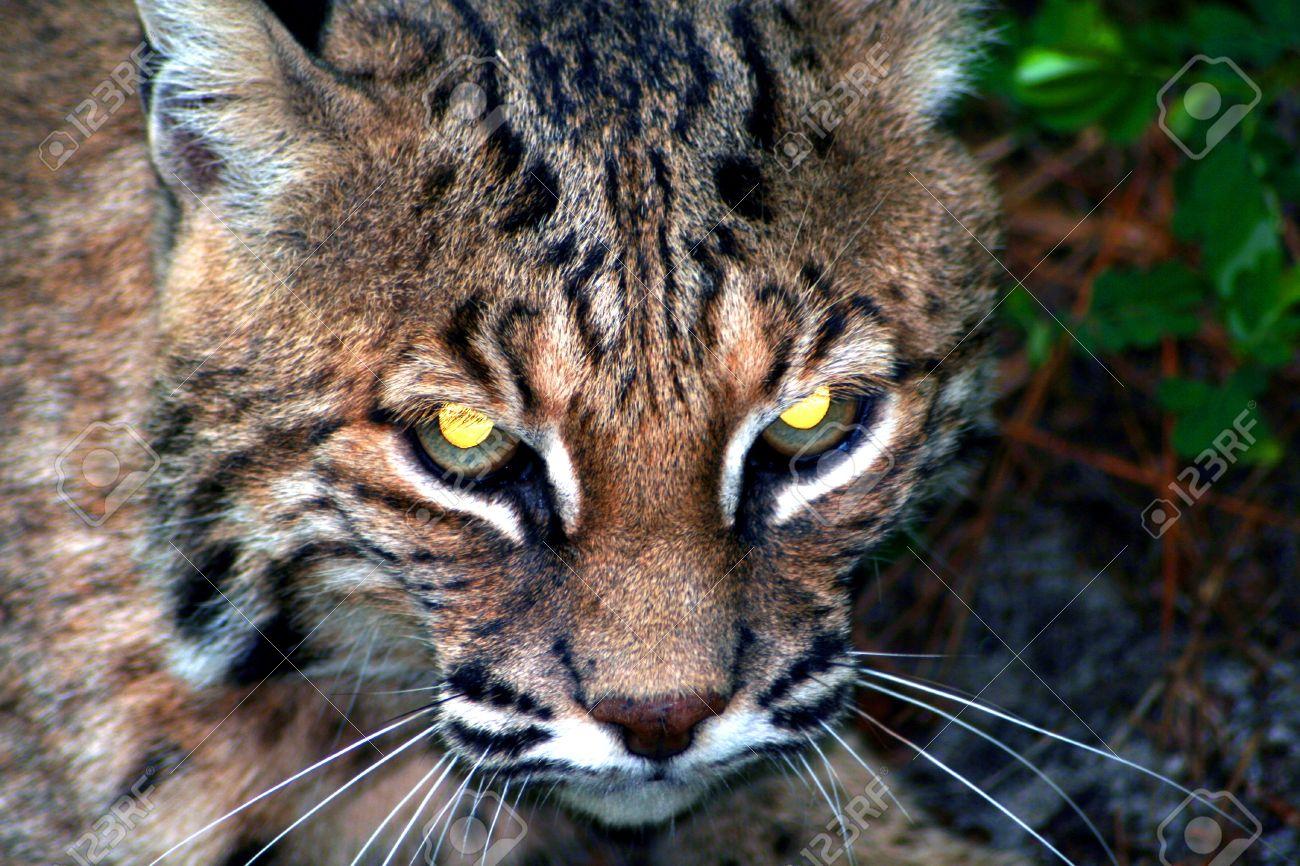 Lynx face close up yellow eyes whiskers wallpaper