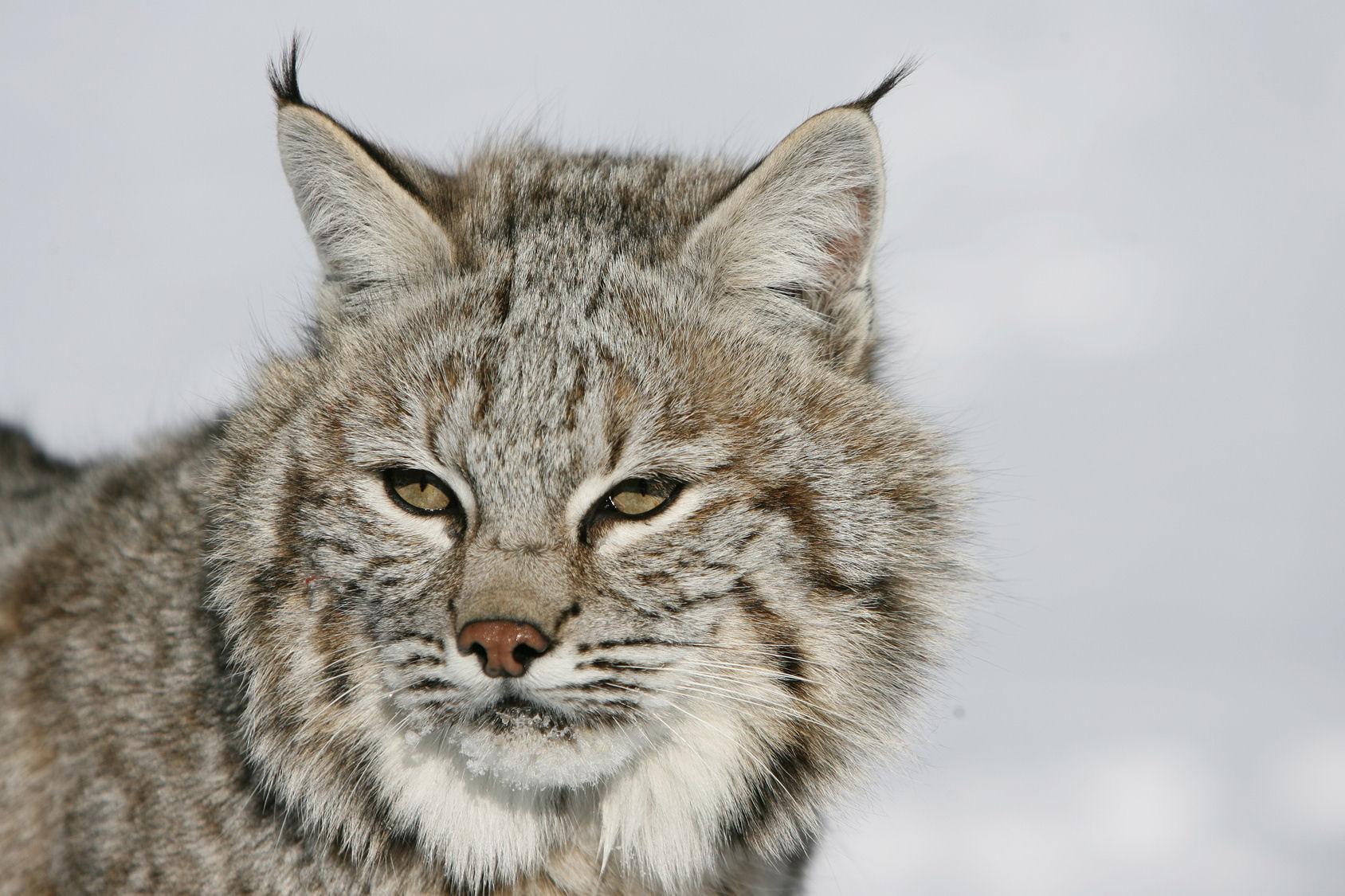 Bobcat Close Up Wallpapers - Wallpaper Cave