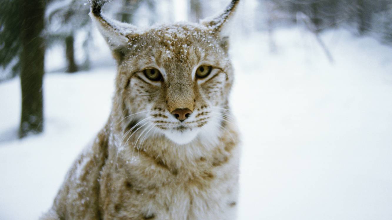 Wildcat, Tiger, Canada Lynx, Mammal, Bobcat HD Wallpaper, Animals