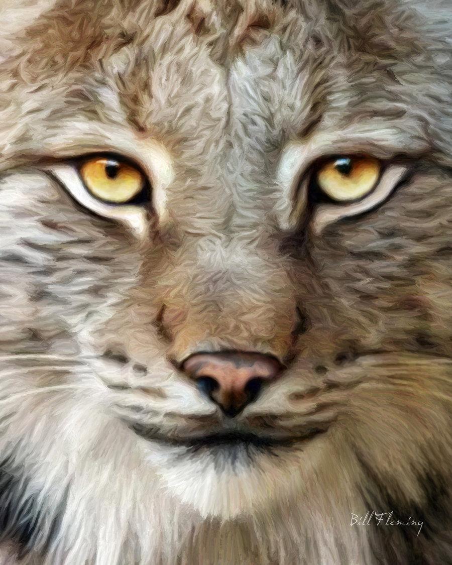 Bobcat Close Up Wallpapers Wallpaper Cave