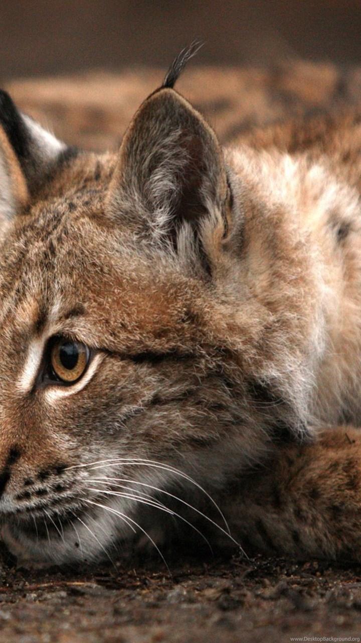 Bobcat Resting Somewhere In The Woods Wallpaper Photo. Desktop