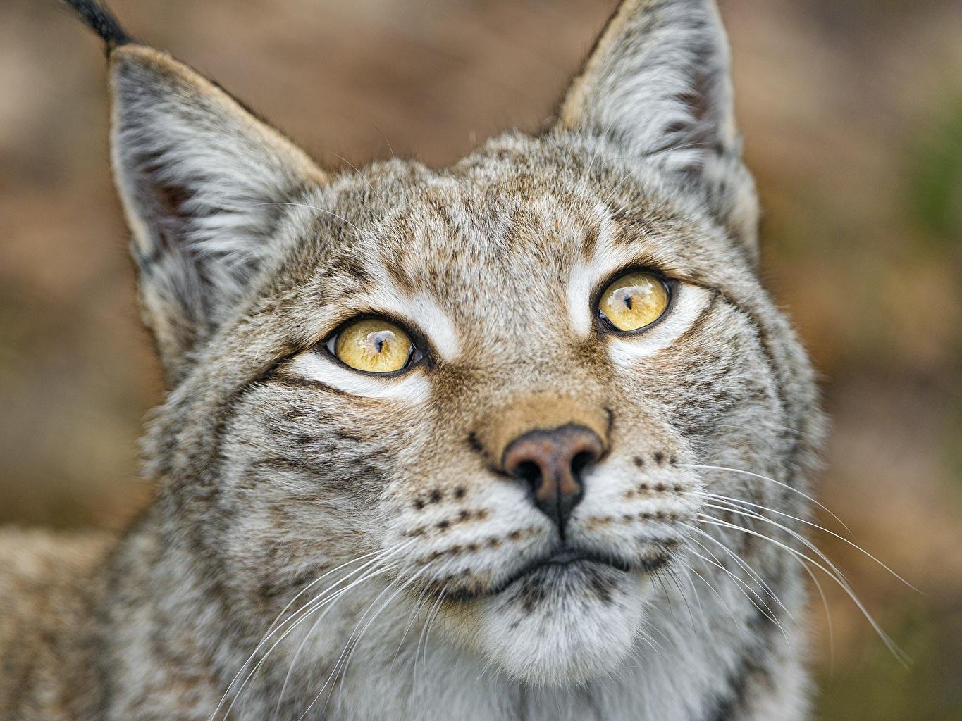 Image lynxes Big cats Snout animal Staring Closeup