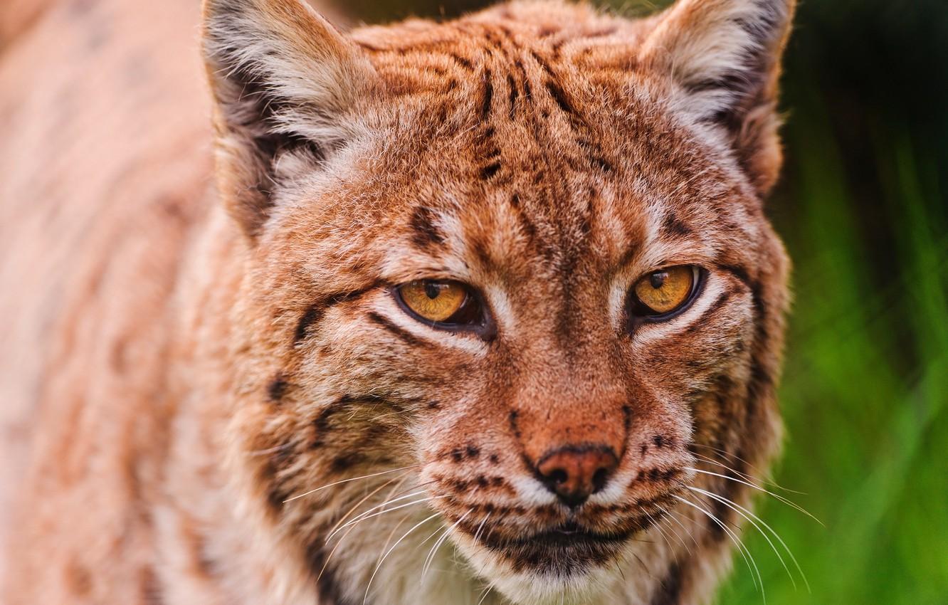 Wallpaper Cat, Look, Face, Close Up, Portrait, Red, Beauty, Lynx