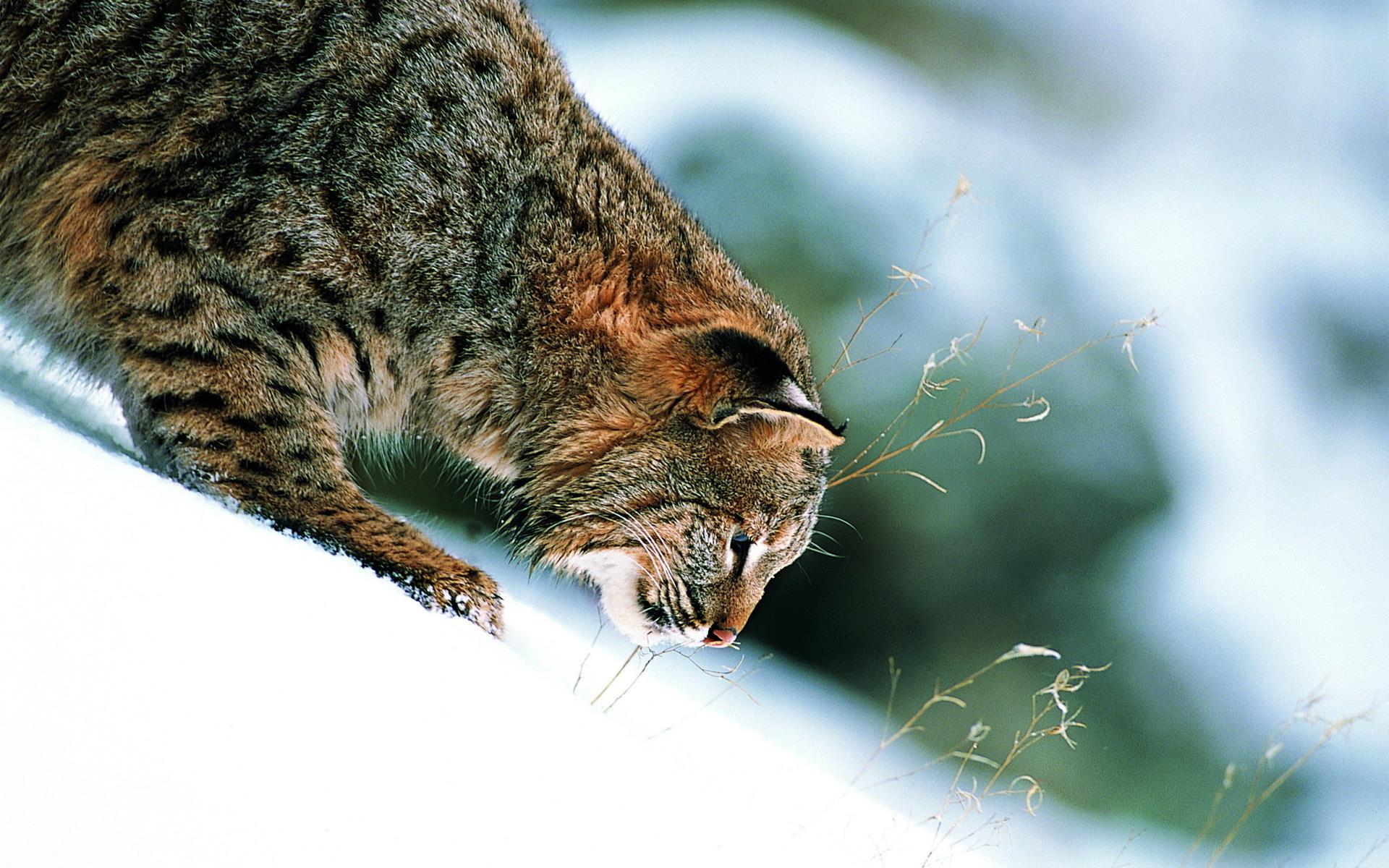 Bobcat Wallpaper Download Free