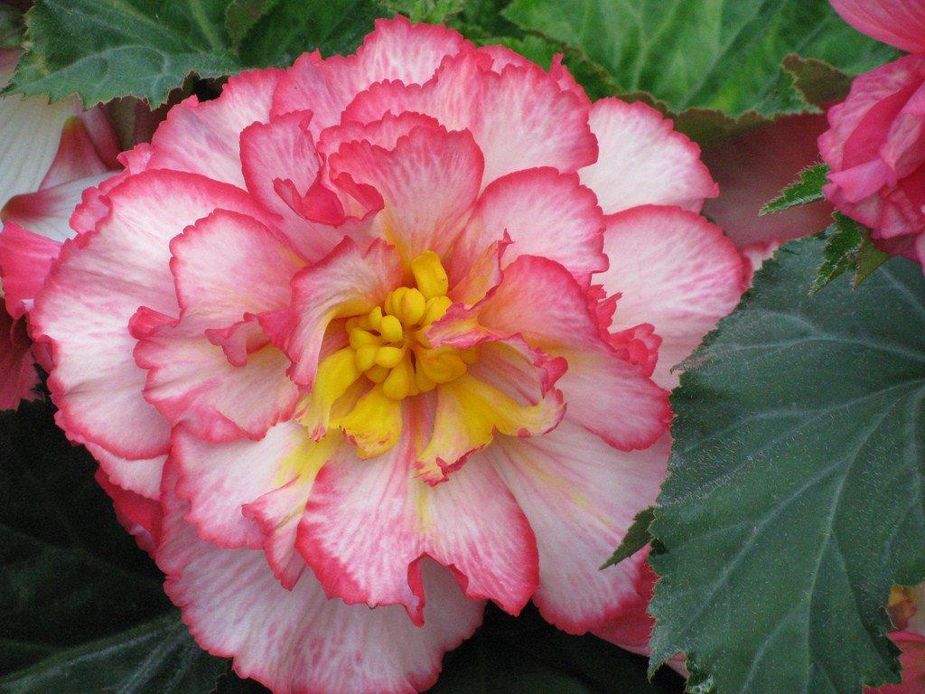 Begonia Propagation: Rooting Begonias From Cuttings