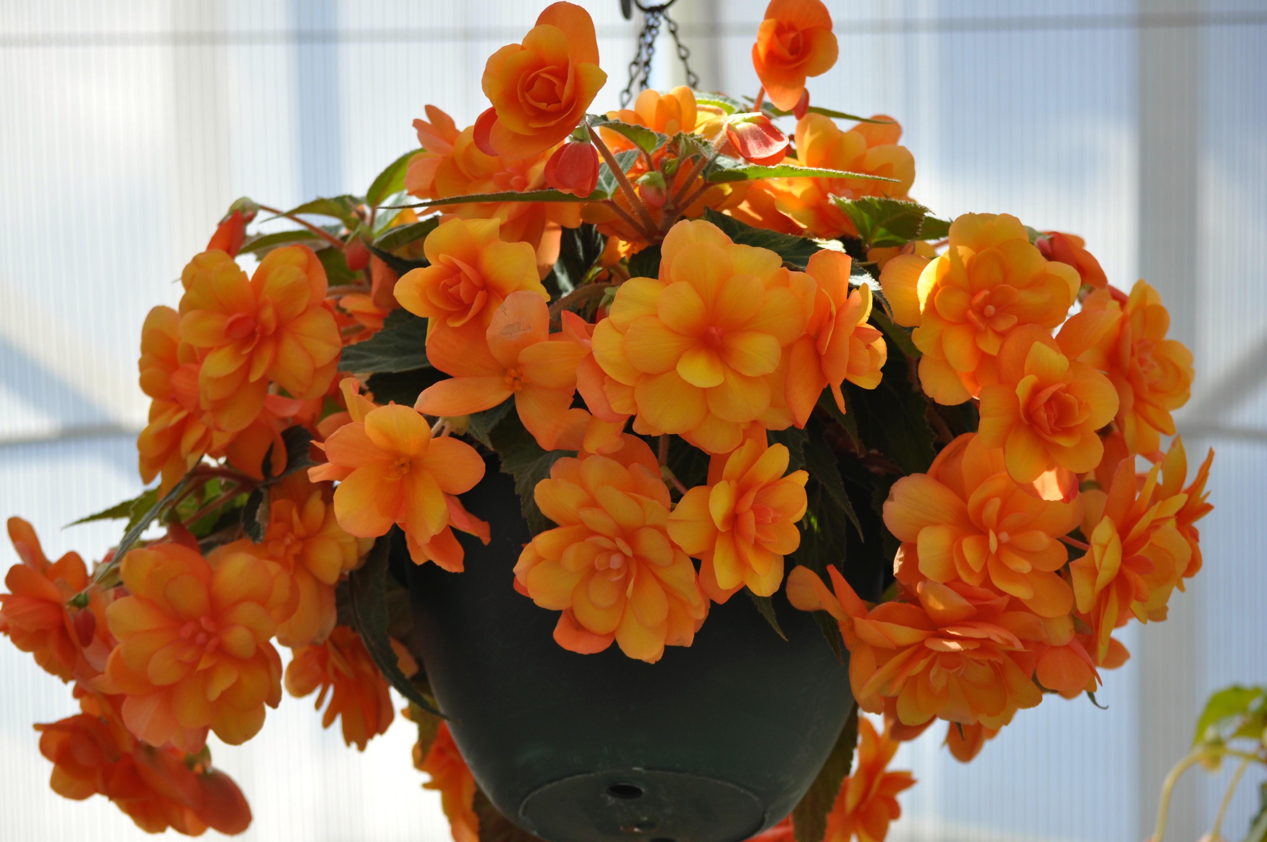 Free of beautiful flowers, begonia, mother nature
